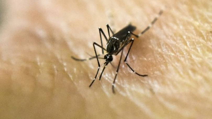 Butantan cria grupo para estudar dengue, zika e chikungunya