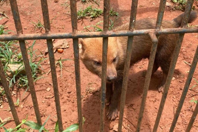 Cachorro-vinagre Rondon deixa Zoo de Brasília rumo a São Paulo